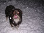 Highlight for Album: Dakine's first snowfall